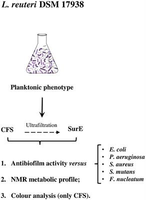 Antibiofilm activity and NMR-based metabolomic characterization of cell-free supernatant of Limosilactobacillus reuteri DSM 17938